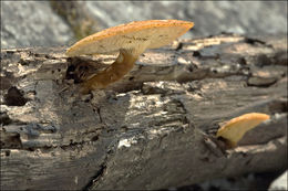 Image of <i>Polyporus arcularius</i>