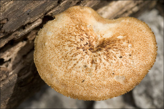 Image of <i>Polyporus arcularius</i>