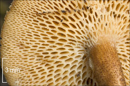 Image of <i>Polyporus arcularius</i>