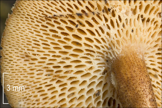 Image of <i>Polyporus arcularius</i>