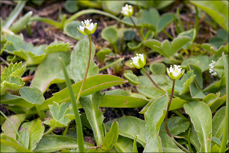 Sagina saginoides (L.) Karst.的圖片