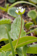 Sagina saginoides (L.) Karst.的圖片