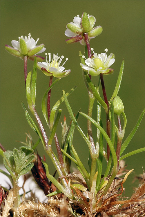 Sagina saginoides (L.) Karst.的圖片