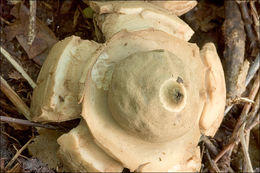 Image of Collared Earthstar