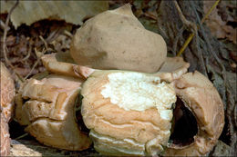 Image of Collared Earthstar