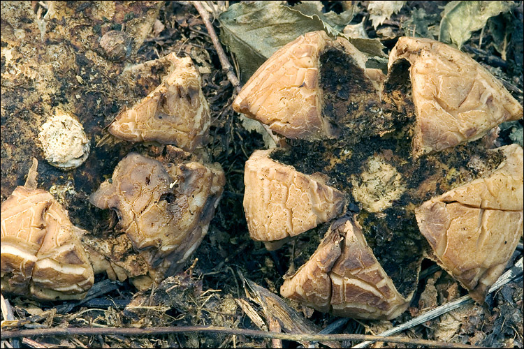 Image of Collared Earthstar