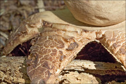 Image of Collared Earthstar