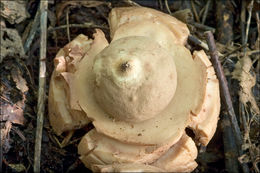 Plancia ëd Geastrum triplex Jungh. 1840