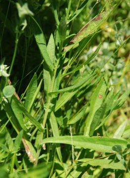 Imagem de Symphyotrichum foliaceum var. parryi (D. C. Eaton) G. L. Nesom