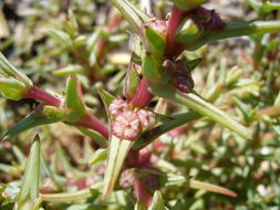 Image of oppositeleaf Russian thistle