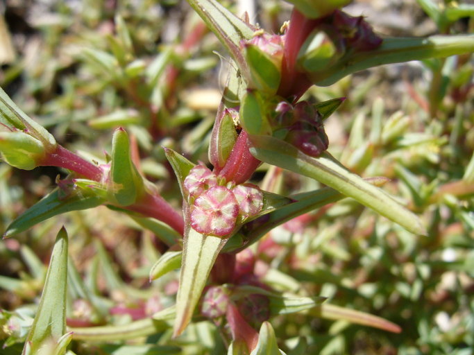 Plancia ëd Salsola soda L.