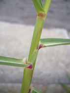 Image of Johnson grass