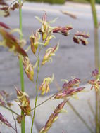 Image of Johnson grass