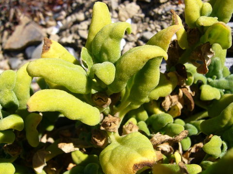 Image of New Zealand spinach