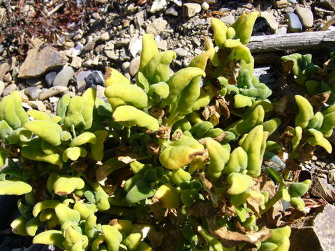 Image of New Zealand spinach