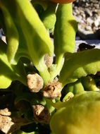 Image of New Zealand spinach