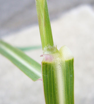 Image of Johnson grass