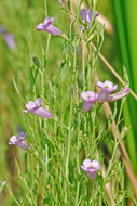 Image de Agalinis calycina Pennell