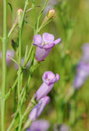 Image of Leoncita False Foxglove