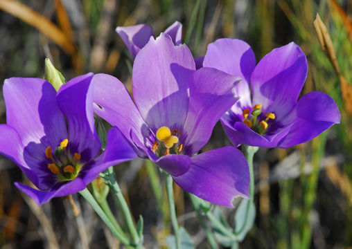 Image of Prairie-gentian