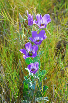 Image of Prairie-gentian