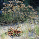Image of Trans-Pecos sea lavender