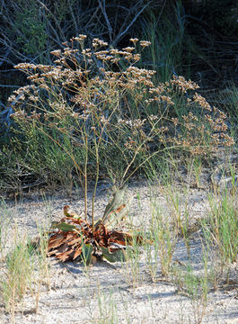 Image de Limonium limbatum Small