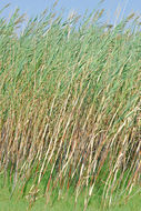 Image of common reed