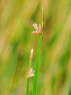 Image of American bulrush