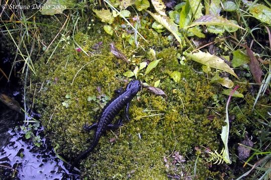 Sivun Salamandra lanzai Nascetti, Andreone, Capula & Bullini 1988 kuva