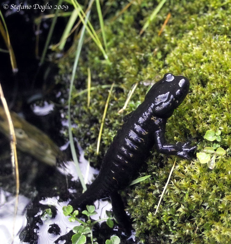 Sivun Salamandra lanzai Nascetti, Andreone, Capula & Bullini 1988 kuva