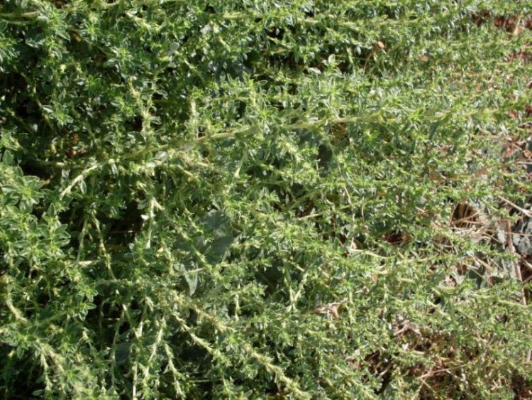 Image of white amaranth, white pigweed