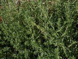 Image of white amaranth, white pigweed