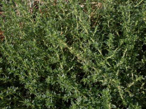 صورة Amaranthus albus L.