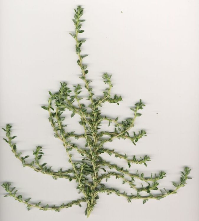 Image of white amaranth, white pigweed