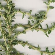 Image of white amaranth, white pigweed