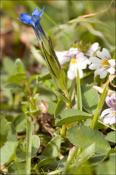 Image of snow gentian