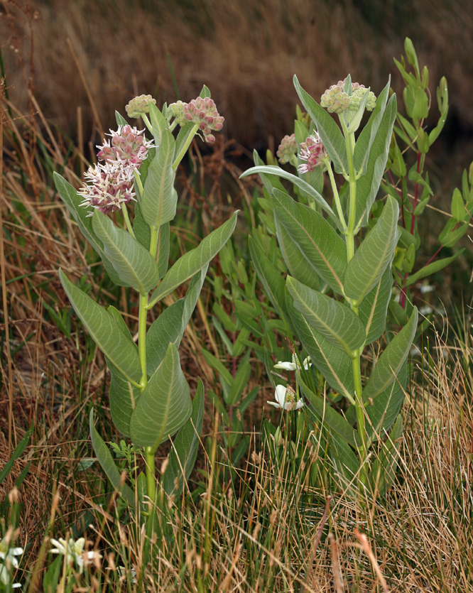 Image of showy milkweed