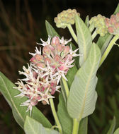 Image of showy milkweed