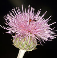 Plancia ëd Cirsium mohavense (Greene) Petr.