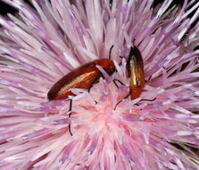 Plancia ëd Cirsium mohavense (Greene) Petr.