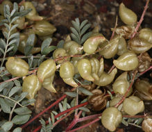 Imagem de Astragalus lentiginosus var. fremontii (A. Gray ex Torr.) S. Watson