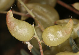 Imagem de Astragalus lentiginosus var. fremontii (A. Gray ex Torr.) S. Watson