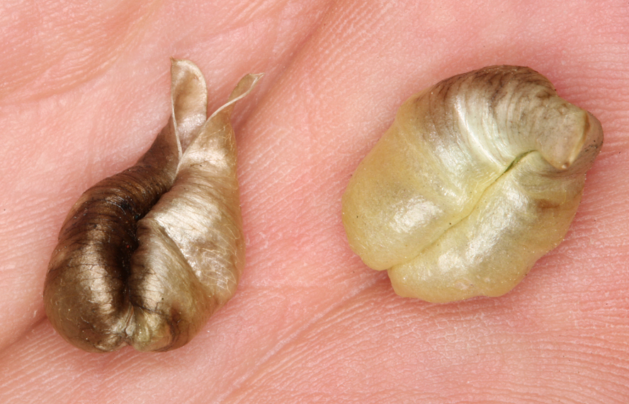 Image de Astragalus lentiginosus var. fremontii (A. Gray ex Torr.) S. Watson