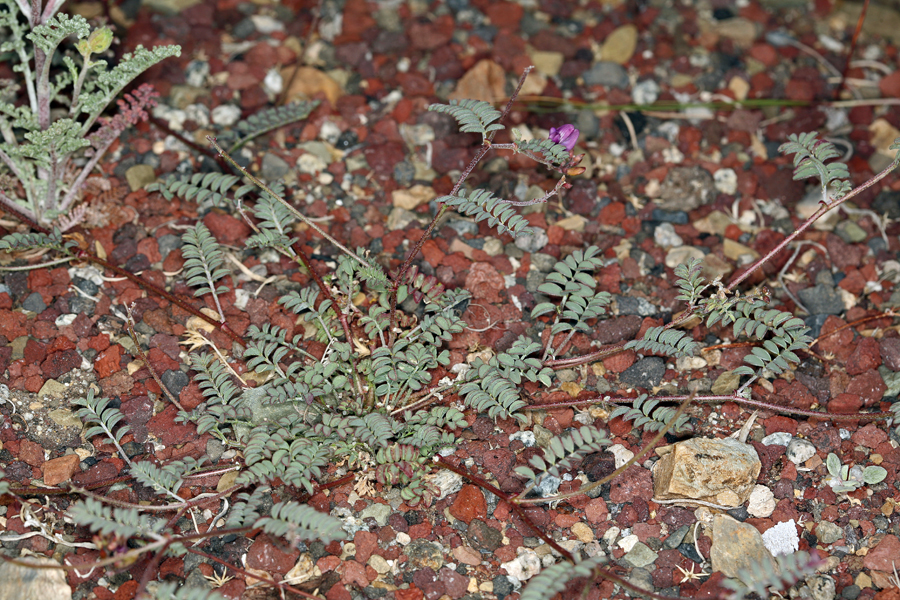 Image of Inyo Locoweed