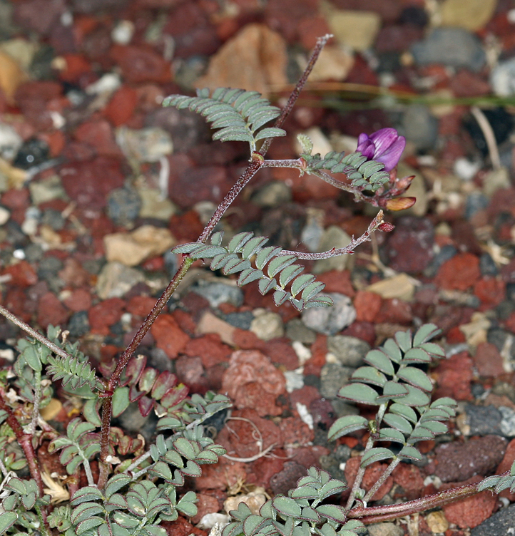 Image of Inyo Locoweed