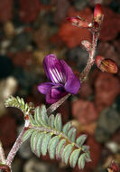 Image of Inyo Locoweed