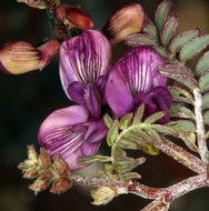 Image of Inyo Locoweed