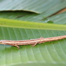 Image of Cukra Climbing Salamander