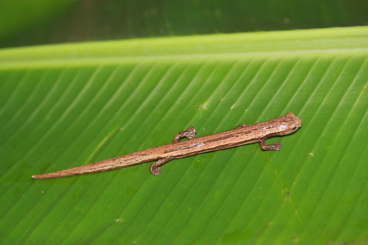 Imagem de Bolitoglossa striatula (Noble 1918)